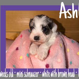 Ashley - Parti female Miniature Schnauzer puppy in Falcon, Missouri from The Way Dog Breeding