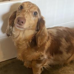 Sophie - Dachshund