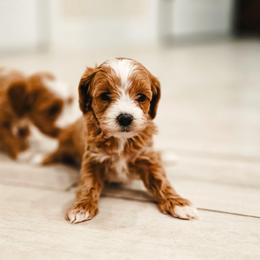 Valley - Red  female Goldendoodle puppy in Punta Gorda, Florida from Transformation Acres Goldendoodle