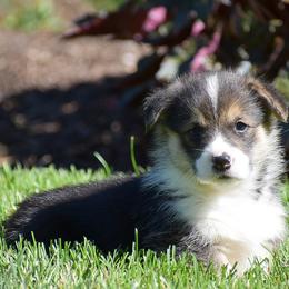 Fern - Black and tan female Pembroke Welsh Corgi puppy in Morgantown, Pennsylvania from GoldStar Corgis (License Number 18519)