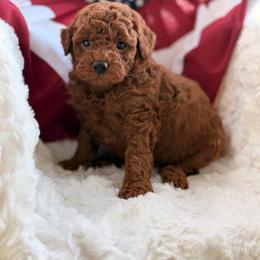 Biggy Smalls - Red  male Goldendoodle puppy in Somerset, Kentucky from Hilltop Doodles KY LLC