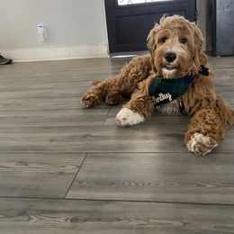 Goldendoodle Puppies from Totally Texas Doodles