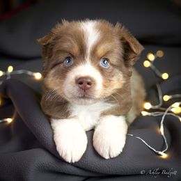 Ruby - Red tri-color female Miniature American Shepherd puppy in Omaha, Arkansas from Ashland Miniature American Shepherds & Miniature Australian Shepherds