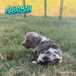 AQUAMAN-Blue Merle Male - Blue merle male Australian Shepherd puppy in Gainesville, Texas from Lady Luck Aussies