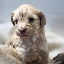 Red sable girl - Red sable female Havapoo puppy in Medina, Ohio from Momma's Minis