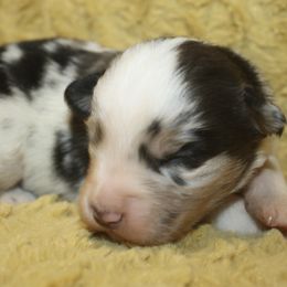 Boy 5 - Blue merle male Miniature Australian Shepherd puppy in Licking, Missouri from Burnett Aussies