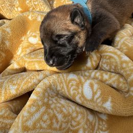 Asbury - Yellow female Dutch Shepherd puppy in Slippery Rock, Pennsylvania from Pytka Performance K9