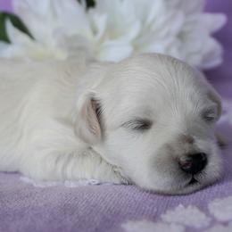Coton de Tulear Puppies from Buttercup Cotons of Texas