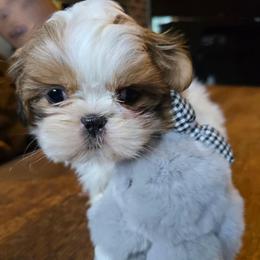 Mia - Brindle female Shih Tzu puppy in Stroudsburg, Pennsylvania from Puppyville Pa Shih Tzu & frenchies