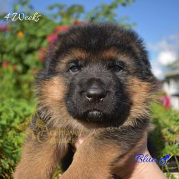 Blue - Black and red male German Shepherd puppy in Orlando, Florida from AceHaven Canines