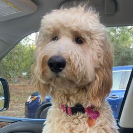 Assorted Doodle Crosses, Goldendoodles, and Poodles from Kava Kennels