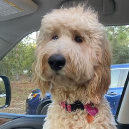 Assorted Doodle Crosses, Goldendoodles, and Poodles from Kava Kennels