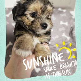 Max - Black and tan male Yorkshire Terrier puppy in Winter Haven, Florida from Tiny Puppies World