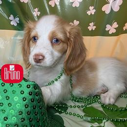 Bruno - Piebald male Dachshund puppy in Waseca, Minnesota from Dragonfly Doxies