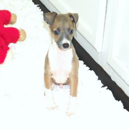 Yasmin's Male 2 - Blue fawn male Italian Greyhound puppy in Sparta Tn And Caryville Fl, Tennessee from Summerwind Kennel