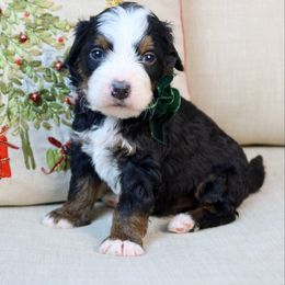 Kevin - Tri-color male Bernedoodle puppy in Murray, Utah from Sun Valley Doodles