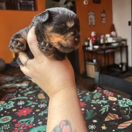 Boy 1 - Black and mahogany male Rottweiler puppy in Detroit, Michigan from Dark Storm Kennels