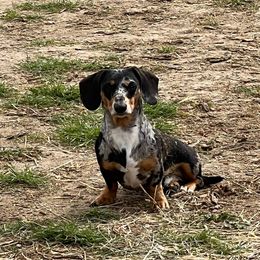 Bear - Dachshund