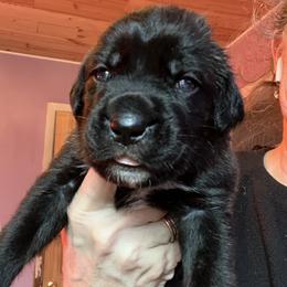 Light pink collar Avalon - Chestnut brindle female Cane Corso puppy in Scott County, Tennessee from Nuovo Inizi Kennels