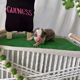 Guinness - Blue merle female Australian Shepherd puppy in Weeki Wachee, Florida from Ace of Spades Australian Shepherds