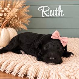 Ruth - Black female Goldendoodle puppy in Charlotte, North Carolina from Hopeful Heart Doodles