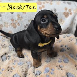 Dachshund Puppies from Rose Valley Doxies