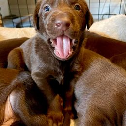 Labrador Retriever Puppies from Benvenuti Ranch Labradors