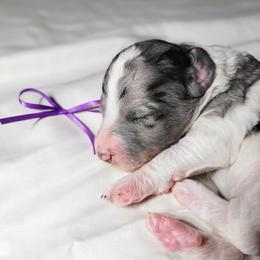 Bernedoodle Puppies from Willow Creek Farm