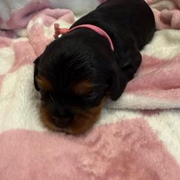Helen (pink) - Black and tan female Cavalier King Charles Spaniel puppy in Ocala, Florida from Ray of Sunshine Spaniels LLC