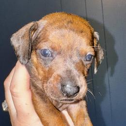 Dachshund Puppies from Dachshund heaven