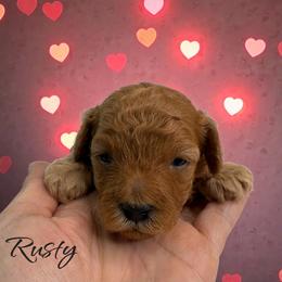 Rusty - Red male Cavapoo puppy in Miami, Florida from Mario’s Pups