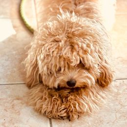 Seareyna  Villasanta - Maltipoo