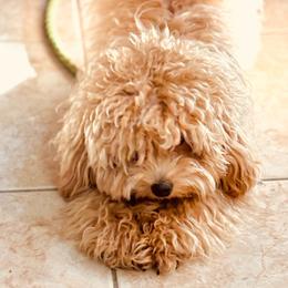 Seareyna  Villasanta - Maltipoo
