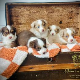 Miniature Australian Shepherd puppies from Stone & Sage ATX Toy & Mini Aussies