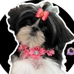 Shih Tzus from 💎Luxurious Shih tzu💎