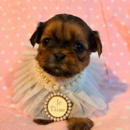 Priyanka - Red female Shih Tzu puppy in Hemet, California from Aloha Shih Tzu
