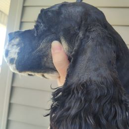 Cocker Spaniel puppies from Country Cockers of Indiana