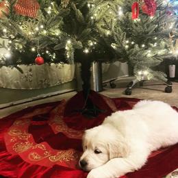 Goldendoodle and Golden Retriever Puppies from Brooke Bradley