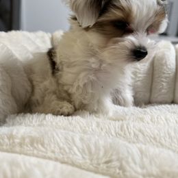Goldendoodle, Maltipoo, and Yorkipoo Puppies from Doodle Pups Fur-Ever