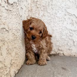 Ember - Red female Cavapoo puppy in Saint George, Utah from Fitzdoodles