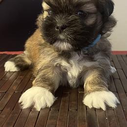 Girl 3  Blue - Brown female Lhasa Apso puppy in Palm Bay, Florida from Lhasa Apso Doggy Stylez Fl