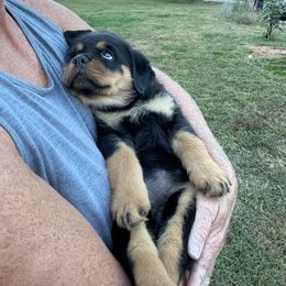 Yellow Princess - Black and mahogany female Rottweiler puppy in Hurdle Mills, North Carolina from Von Haenn Rottweilers