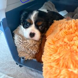 Blue - Tri-color female Cavalier King Charles Spaniel puppy in Mount Dora, Florida from Carroll’s Cavaliers