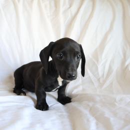 Odie - Black male Dachshund puppy in Fredericksburg, Ohio from William's Dachshunds