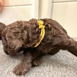 Yellow - Chocolate female Labradoodle puppy in Chula Vista, California from Coastal Cocoa Labradoodle