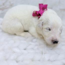 Pearl - White female Great Pyrenees puppy in San Marcos, California from Faith Family Freedom Farm