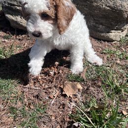 Poodle Puppies from Foxtrot Farm Poodles