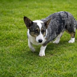 Nala - Blue merle and white female Cardigan Welsh Corgi puppy in Kerens, West Virginia from Leather & Lace