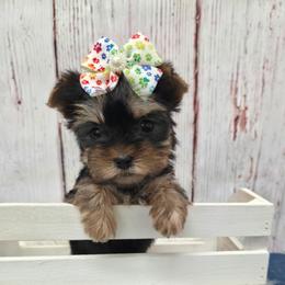 Diva TEACUP - Black and tan female Yorkshire Terrier puppy in Monticello, Iowa from Ashley’s Puppies