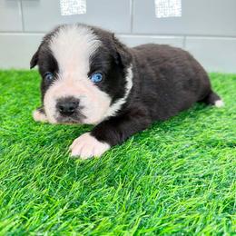 Red collar - Black tri male Miniature Australian Shepherd puppy in Brooker, Florida from Triple Branch Aussies